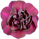 Carnations Burgundy - BloomsyShop.com