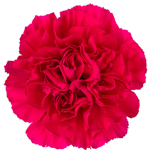 Carnations Hot Pink - BloomsyShop.com