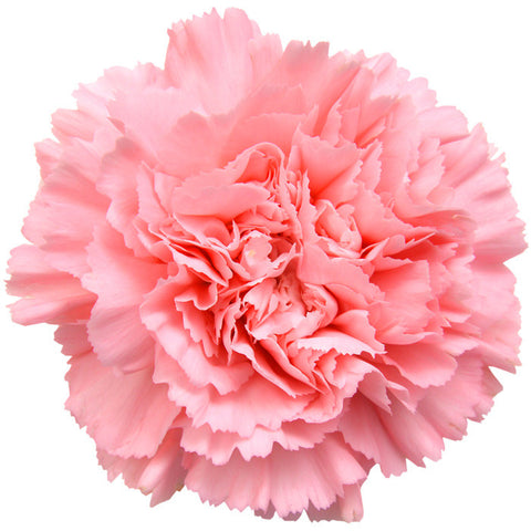 Carnations Light Pink - BloomsyShop.com