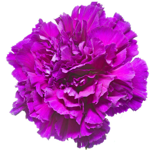 Carnations Purple - BloomsyShop.com