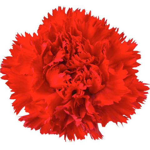 Carnations Red - BloomsyShop.com