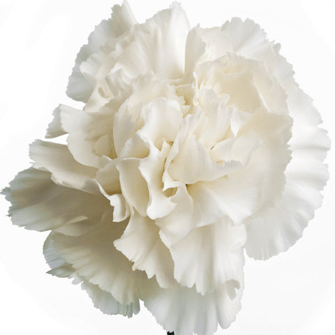 Carnations White - BloomsyShop.com