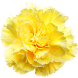 Carnations Yellow - BloomsyShop.com