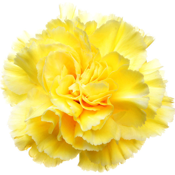 Carnations Yellow - BloomsyShop.com