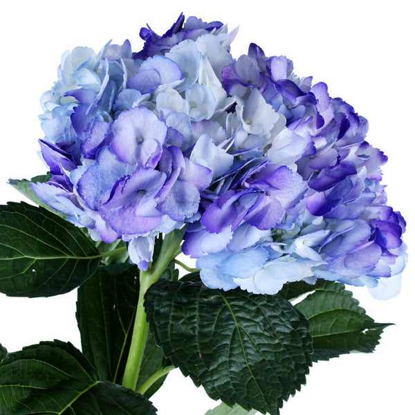 Hydrangea Airbrushed Celeste Purple - BloomsyShop.com
