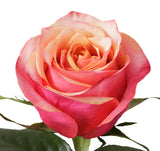 Roses Bicolor Orange Cherry Brandy - BloomsyShop.com