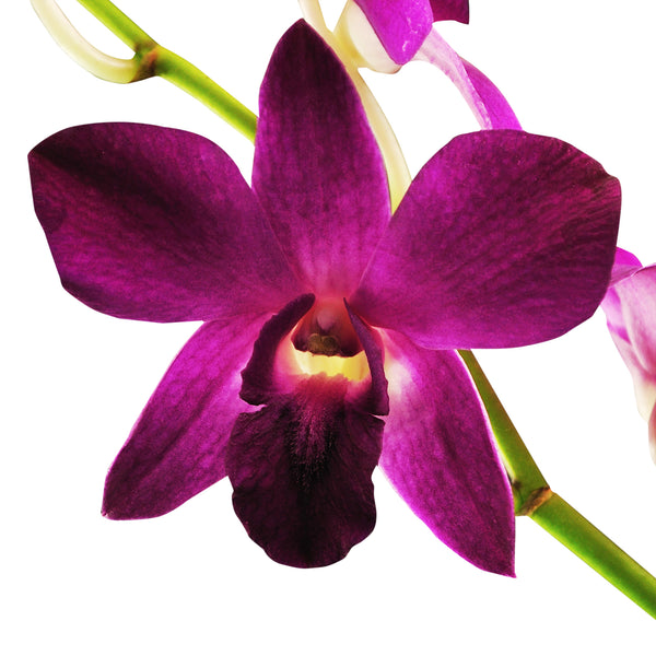 Dendrobium Orchids Dang-Sa-Ard - BloomsyShop.com