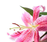 Oriental Lilies Medium Pink - BloomsyShop.com