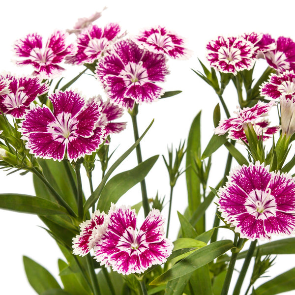 Dianthus Hot Pink - BloomsyShop.com