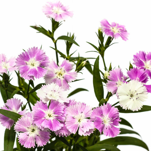 Dianthus Light Pink - BloomsyShop.com