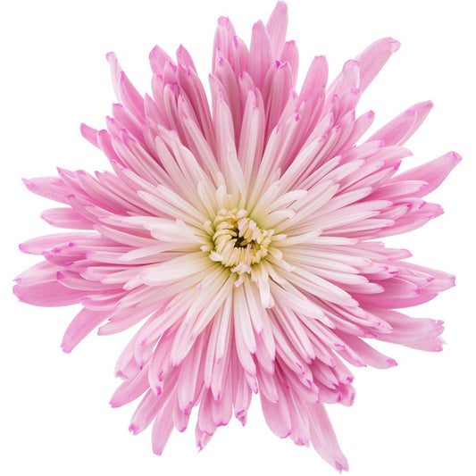 Chrysanthemums