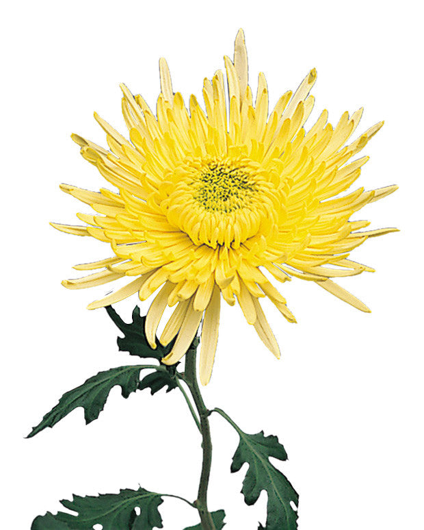 Disbuds Anastasia Yellow - BloomsyShop.com