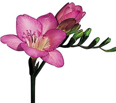 Freesias Pink - BloomsyShop.com