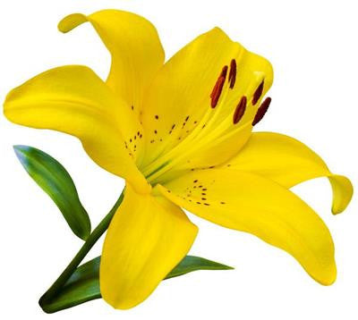 Asiatic Lilies Yellow - BloomsyShop.com
