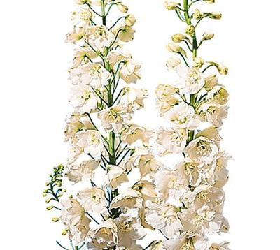 Larkspur White - BloomsyShop.com