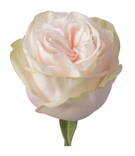 Roses Peach Garden Spirit - BloomsyShop.com