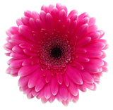 Hot Pink Gerbera Daisy - BloomsyShop.com