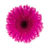 Hot Pink Gerbera Daisy - BloomsyShop.com