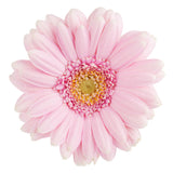 Light Pink Gerbera Daisy - BloomsyShop.com