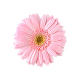 Light Pink Gerbera Daisy - BloomsyShop.com