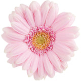Light Pink Gerbera Daisy - BloomsyShop.com