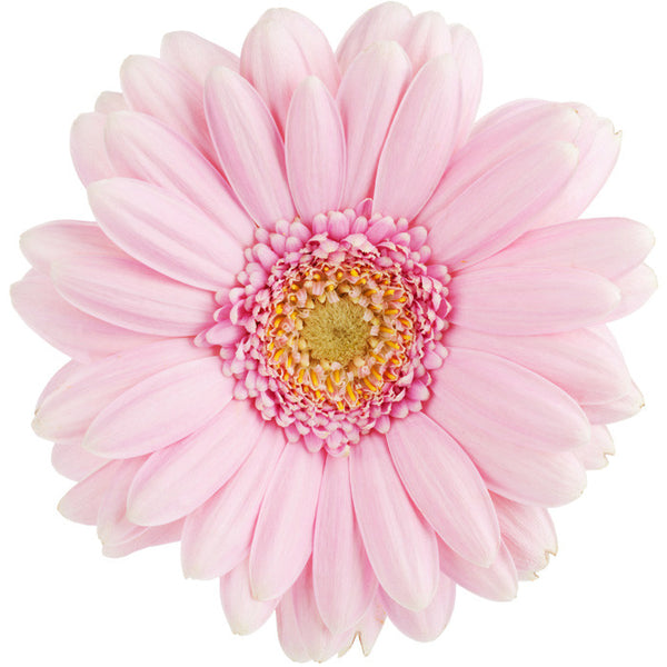 Light Pink Gerbera Daisy - BloomsyShop.com