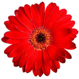 Red Gerbera Daisy - BloomsyShop.com