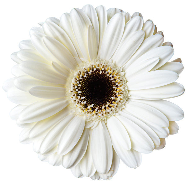 White Gerbera Daisy - BloomsyShop.com