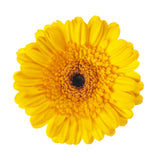 Yellow Gerbera Daisy - BloomsyShop.com