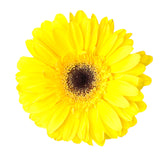 Yellow Gerbera Daisy - BloomsyShop.com