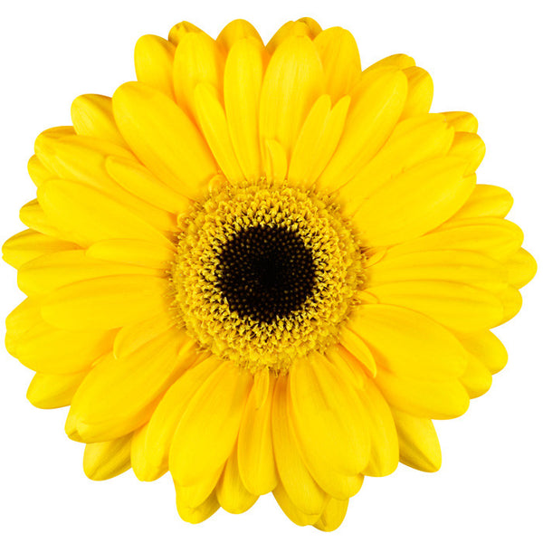 Yellow Gerbera Daisy - BloomsyShop.com