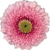 Gerrondos Pink - BloomsyShop.com