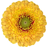 Gerrondos Yellow - BloomsyShop.com