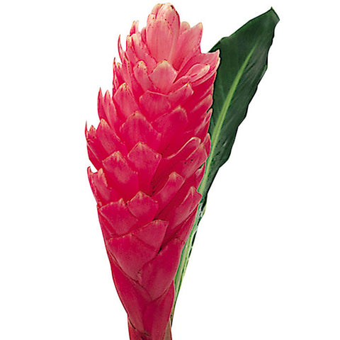 Tropical Ginger Pink - BloomsyShop.com