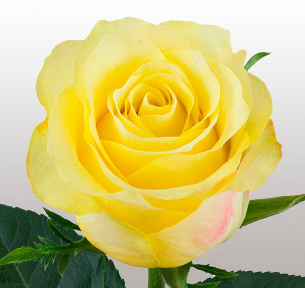 Roses Yellow Golden Tower - BloomsyShop.com