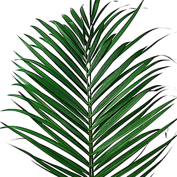 Green Areca Palm - BloomsyShop.com