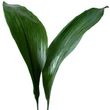 Green Aspidistria - BloomsyShop.com