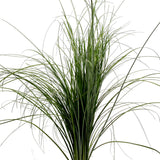 Green Bear Grass - BloomsyShop.com