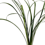 Green Lily Grass - BloomsyShop.com