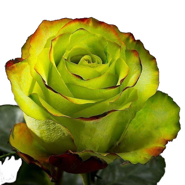 Roses Green Green Party - BloomsyShop.com