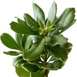 Green Pittosporum Varigated - BloomsyShop.com