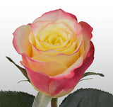 Roses Bicolor Yellow Hot Merengue - BloomsyShop.com