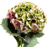 Hydrangeas Antique Green - BloomsyShop.com