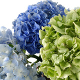 Hydrangeas Assorted - BloomsyShop.com