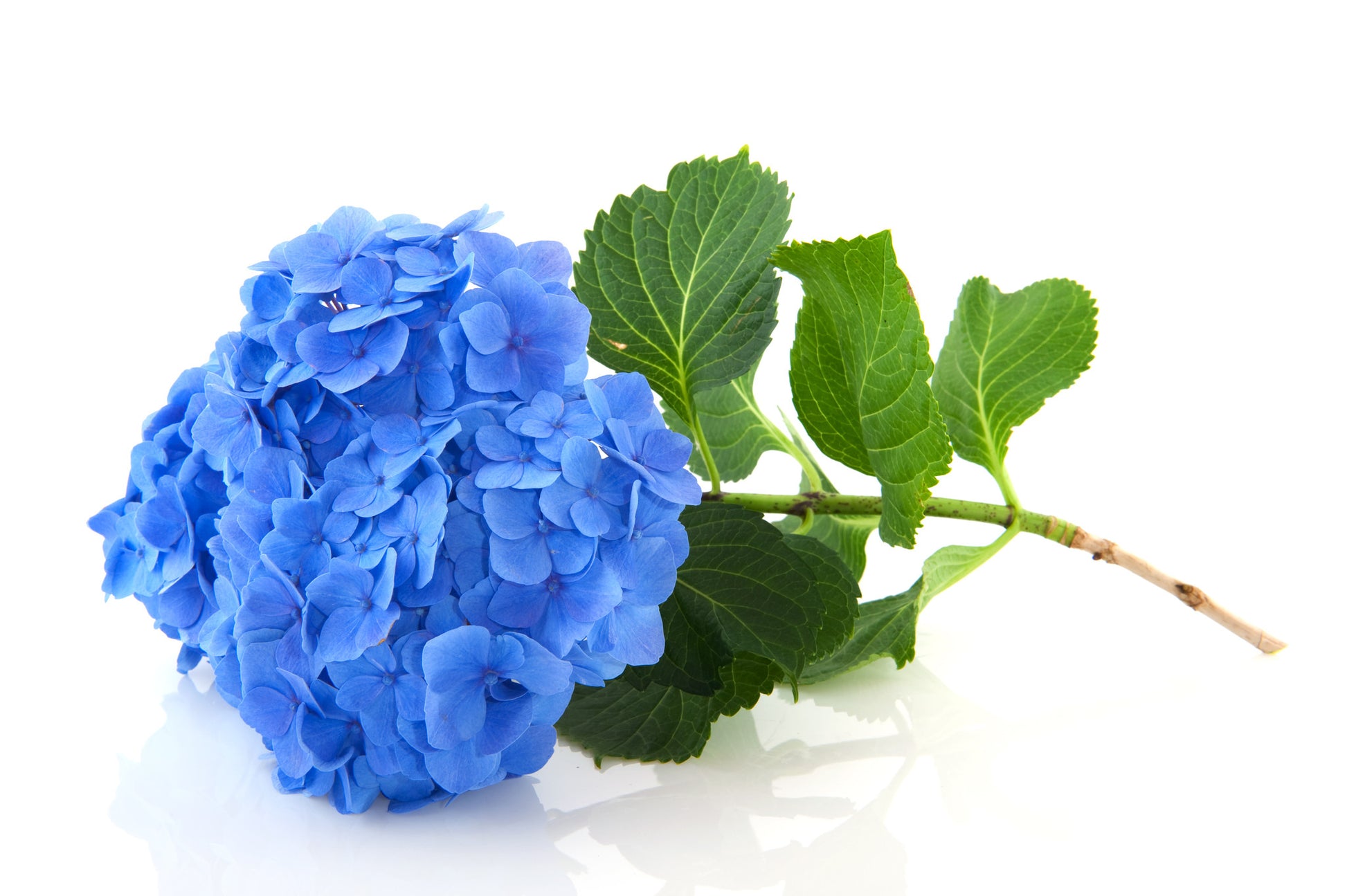 Hydrangeas Blue - BloomsyShop.com