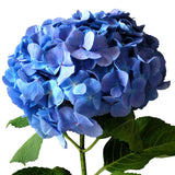 Hydrangeas Blue - BloomsyShop.com