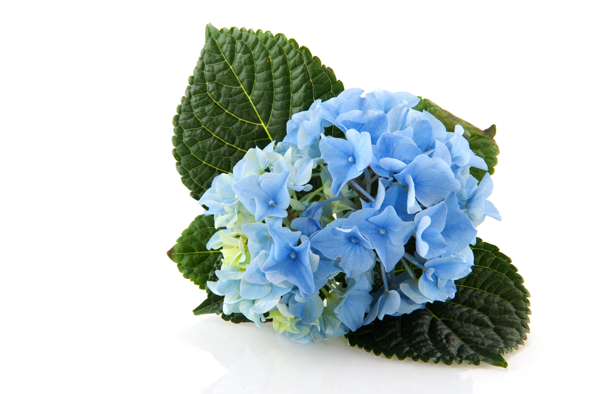 Hydrangeas Blue - BloomsyShop.com