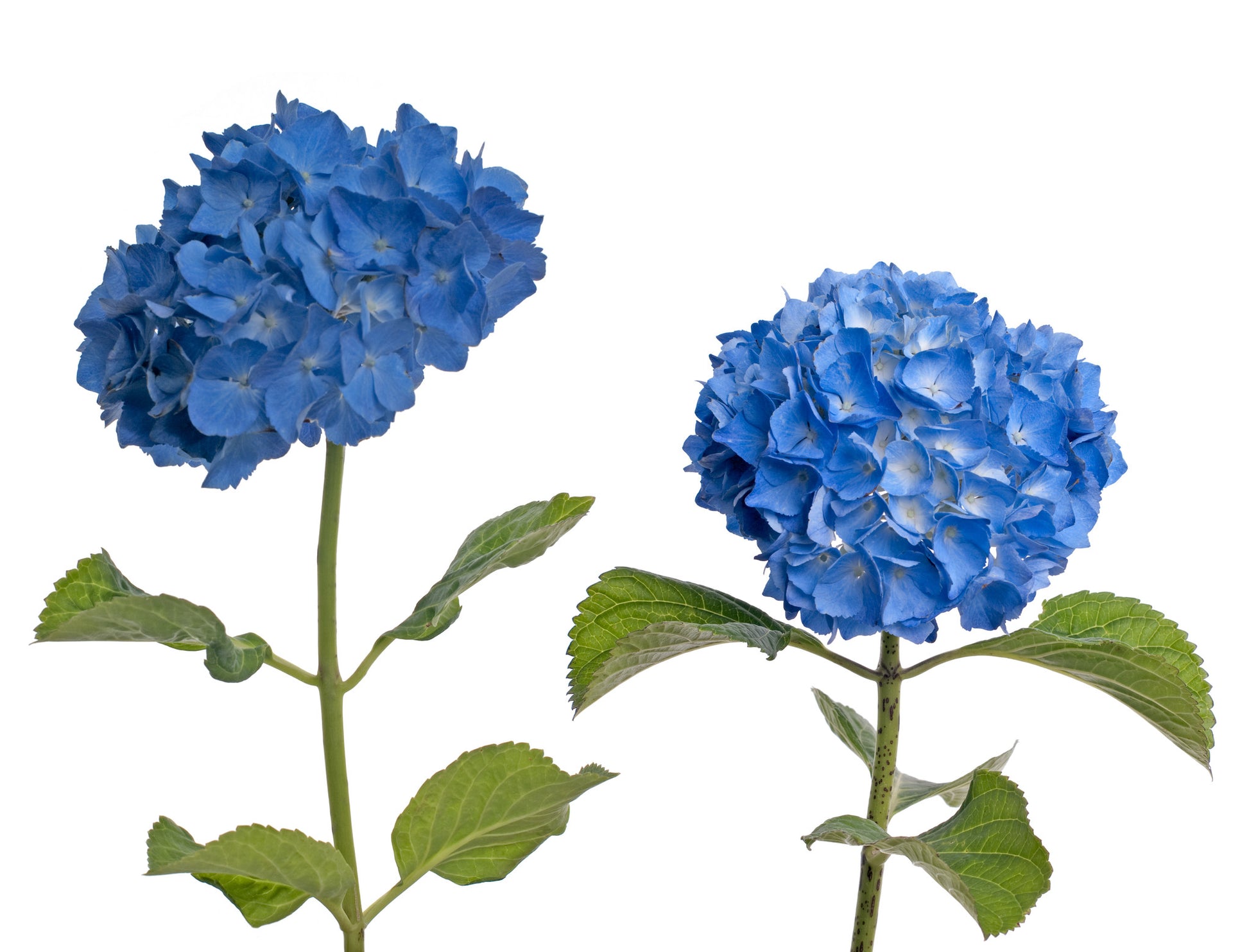 Hydrangeas Blue - BloomsyShop.com