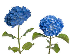 Hydrangeas Blue - BloomsyShop.com