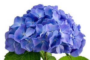 Hydrangeas Blue - BloomsyShop.com